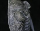Zlichovaspis Rugosa Trilobite - Free-Standing Prep #18620-4